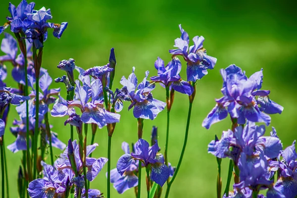 Iris sibirica in de tuin — Stockfoto