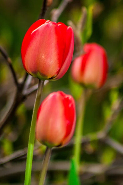 Spring red tulip — Stock Photo, Image