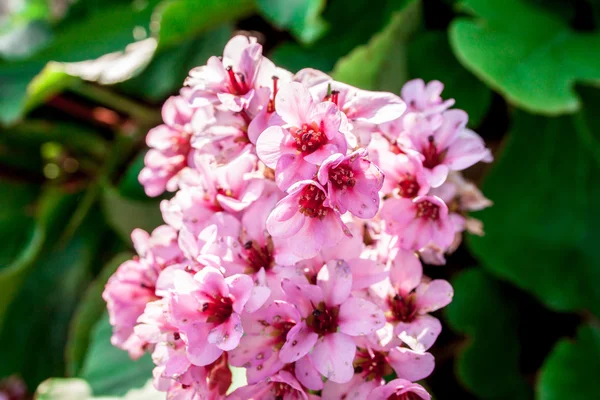 Meerjarige, mooie bloem in de tuin — Stockfoto