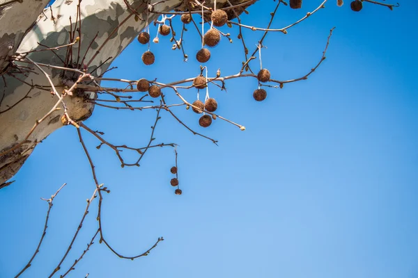 Sycamore, Platanus acerifolia detail of fruits — Stock Photo, Image