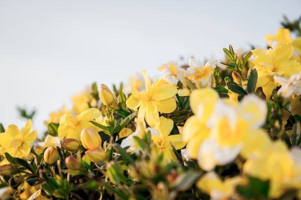 Cespugli di fiori gialli di citiso al largo della costa meridionale della Francia — Foto Stock