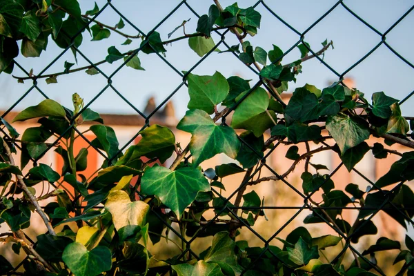 Hedera helix, murgröna på staketet — Stockfoto