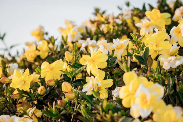 Cespugli di fiori gialli di citiso al largo della costa meridionale della Francia — Foto Stock