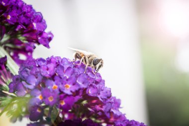 Kelebek bush, bahçede Buddleia davidii