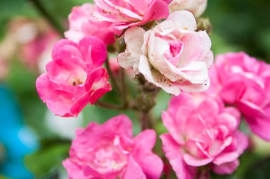 Bahçedeki küçük pembemsi beyaz güller