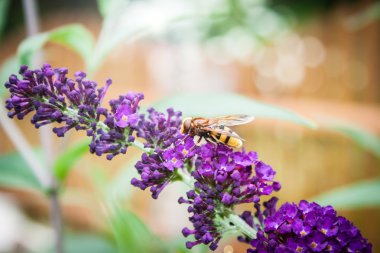 Kelebek bush, bahçede Buddleia davidii