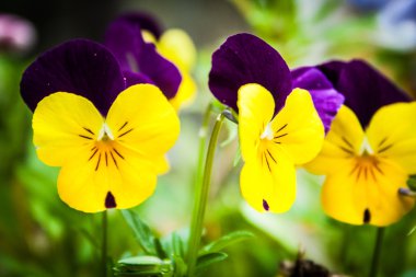Viola witrockiana bahçede