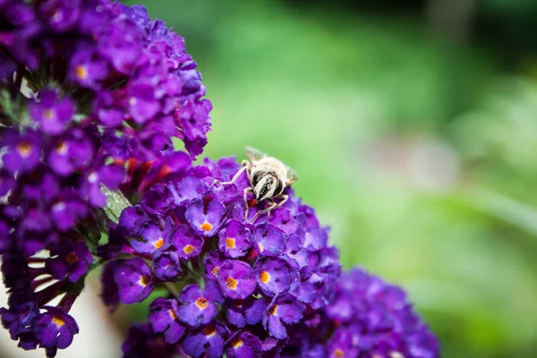 Schmetterlingsstrauch, Buddleia davidii im Garten — Stockfoto
