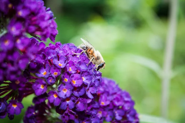 Schmetterlingsstrauch, Buddleia davidii im Garten — Stockfoto