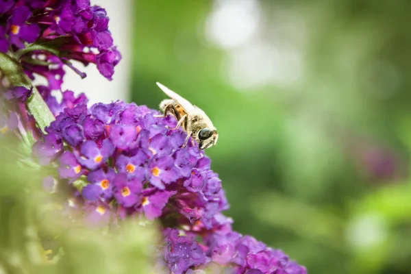 Butterfly bush, Buddleia davidii in the garden — Stock Photo, Image