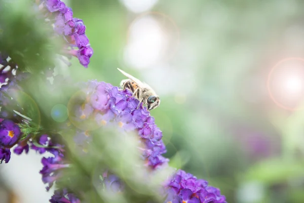 Schmetterlingsstrauch, Buddleia davidii im Garten — Stockfoto