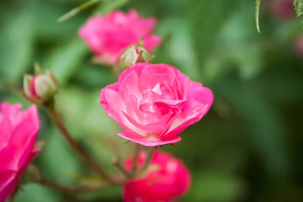 Liten rosa vita rosor i trädgården — Stockfoto