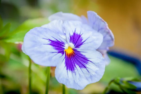 Viola witrockiana in de tuin — Stockfoto