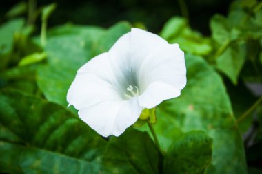 Mesh tırmanma Calystegia sepium