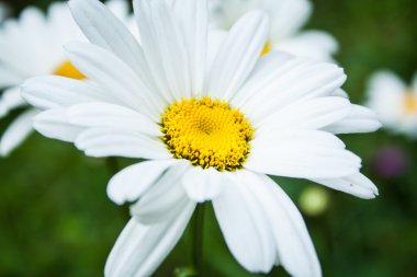 Bahçedeki Leucanthemum vulgare