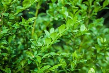 Buxus bahçede sempervirens