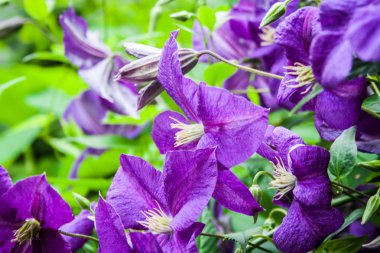 Bir çit Bahçe boyunca tırmanma akasma