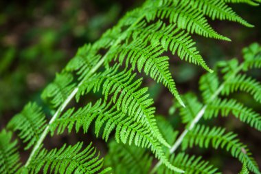 The young, green fern. Background for your design