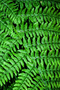 The young, green fern. Background for your design