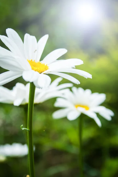 Leucanthemum vulgare puutarhassa — kuvapankkivalokuva