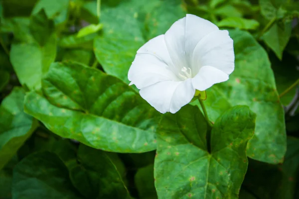 Mesh tırmanma Calystegia sepium