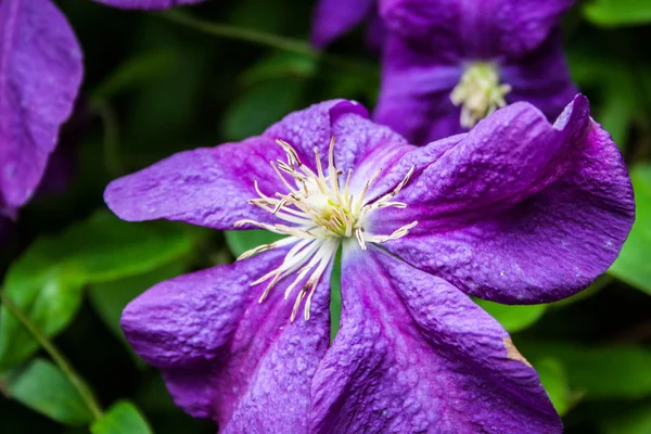 Clematis scalare una recinzione lungo il giardino — Foto Stock