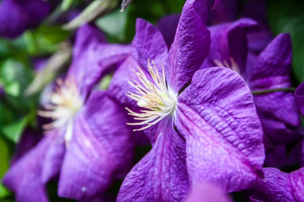 Clematis scalare una recinzione lungo il giardino — Foto Stock