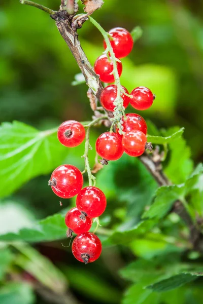 Ribes rubrum fruttifero arbusto in giardino — Foto Stock