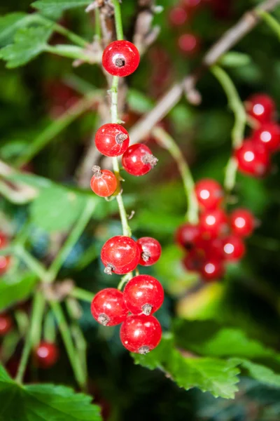 Ribes rubrum plodících keř na zahradě — Stock fotografie