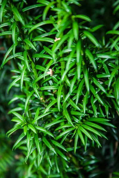 Taxus baccata crescendo no jardim perto da floresta — Fotografia de Stock