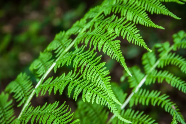 The young, green fern. Background for your design — Stockfoto