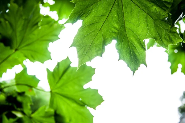 Acer platanoides creciendo en el detalle de la hoja del bosque —  Fotos de Stock