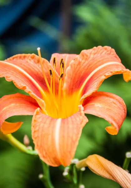 Hemerocallis, dettaglio fiore giardino diurno — Foto Stock