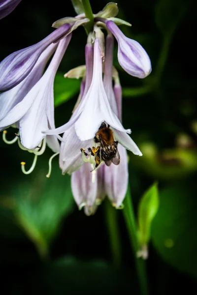 Blütengäste, Alaunwurzel mit Hummel — Stockfoto