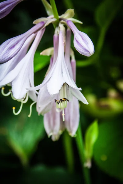 Dettaglio fiore radice di allume, Hosta — Foto Stock