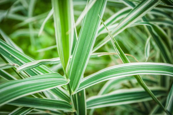 Hierba de la cinta - Phalaris arundinacea "Picta " —  Fotos de Stock