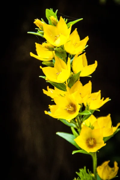 Hypericum perforatum im Garten — Stockfoto