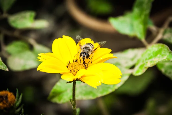 Bidens ferulifolia Biene bestäubt eine Blume — Stockfoto