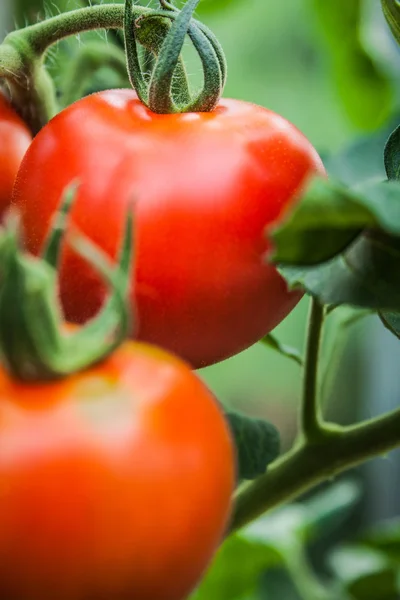 Detail tomaat vruchten in de kas — Stockfoto