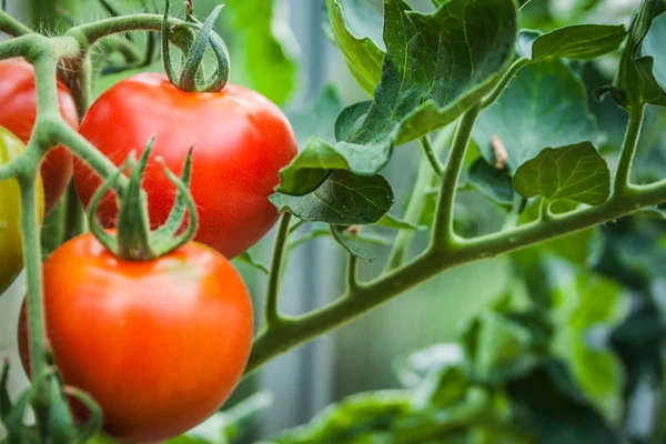 Tomatenfrüchte im Gewächshaus — Stockfoto