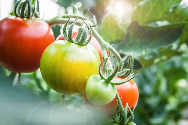 Détail fruits de tomate dans la serre — Photo