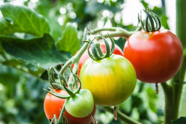 Detail tomaat vruchten in de kas — Stockfoto