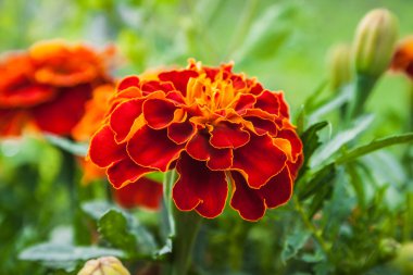 Fransızca Marigold'ın altın çiçek (Tagetes patula)