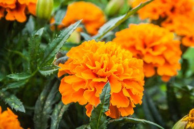 Fransızca Marigold'ın altın çiçek (Tagetes patula)