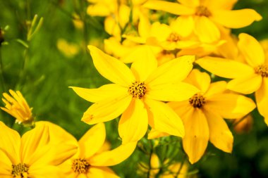 golden coreopsis with butterfly clipart