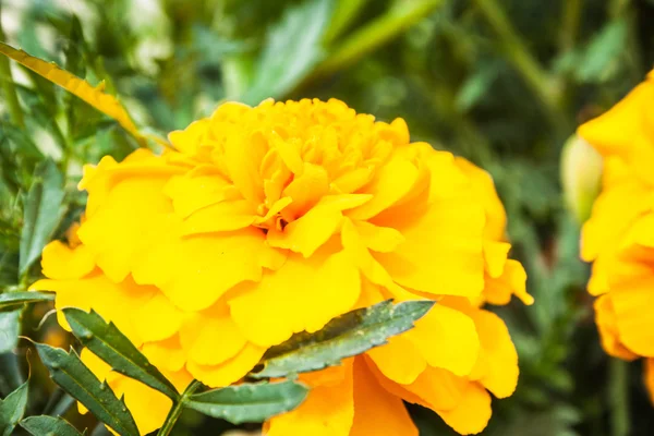 Tagetes flores brillantes en el macizo de flores en el jardín —  Fotos de Stock