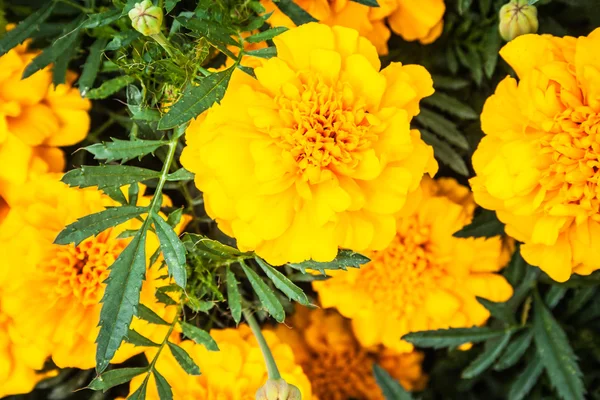 Tagetes světlé květiny na záhon v zahradě — Stock fotografie