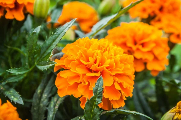 Flor dorada de caléndula francesa (Tagetes patula ) —  Fotos de Stock