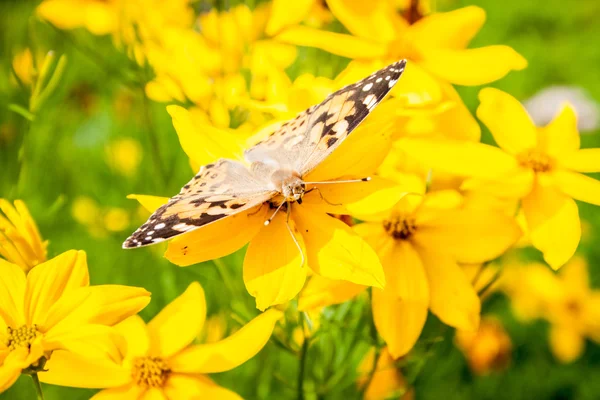 Golden coreopsis with butterfly — Stock Photo, Image