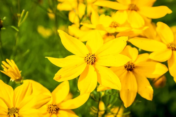 Coreopsis dourado com borboleta — Fotografia de Stock